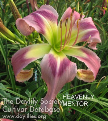 Daylily Heavenly Mentor